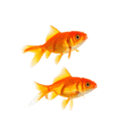 金魚 実写（個別スタンプ：34）