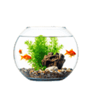 金魚 実写（個別スタンプ：36）