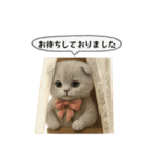 ネコしてます:大正浪漫1（個別スタンプ：8）