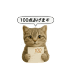 ネコしてます:いつものやつ 5（個別スタンプ：1）