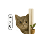ネコしてます:いつものやつ 5（個別スタンプ：4）