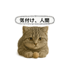 ネコしてます:いつものやつ 5（個別スタンプ：5）