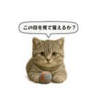 ネコしてます:いつものやつ 5（個別スタンプ：6）