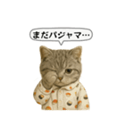 ネコしてます:いつものやつ 5（個別スタンプ：8）