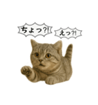 ネコしてます:いつものやつ 5（個別スタンプ：11）