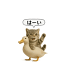 ネコしてます:いつものやつ 5（個別スタンプ：15）