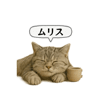 ネコしてます:いつものやつ 5（個別スタンプ：20）