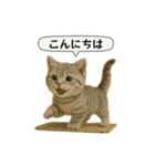 ネコしてます:いつものやつ 5（個別スタンプ：25）