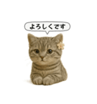 ネコしてます:いつものやつ 5（個別スタンプ：26）