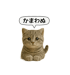 ネコしてます:いつものやつ 5（個別スタンプ：30）