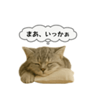 ネコしてます:いつものやつ 5（個別スタンプ：35）