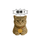 ネコしてます:いつものやつ 5（個別スタンプ：38）