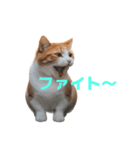 マンチカン J（個別スタンプ：17）