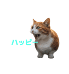 マンチカン J（個別スタンプ：22）
