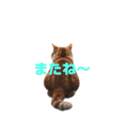 マンチカン J（個別スタンプ：34）
