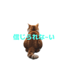 マンチカン J（個別スタンプ：37）