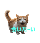 マンチカン J（個別スタンプ：40）