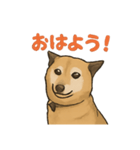 愛するゴン太くん（個別スタンプ：1）