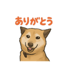 愛するゴン太くん（個別スタンプ：2）