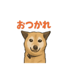 愛するゴン太くん（個別スタンプ：4）