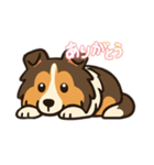 可愛いシェルティのスタンプ（個別スタンプ：3）