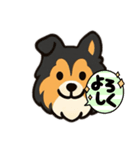 可愛いシェルティのスタンプ（個別スタンプ：7）