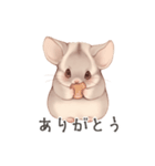 ほっこり手書きのチンチラスタンプ（個別スタンプ：13）