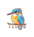 使いやすい☆かわいいカワセミスタンプ（個別スタンプ：1）