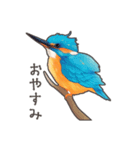 使いやすい☆かわいいカワセミスタンプ（個別スタンプ：5）