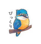 使いやすい☆かわいいカワセミスタンプ（個別スタンプ：8）