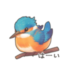 使いやすい☆かわいいカワセミスタンプ（個別スタンプ：9）