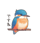 使いやすい☆かわいいカワセミスタンプ（個別スタンプ：10）