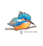 使いやすい☆かわいいカワセミスタンプ（個別スタンプ：12）