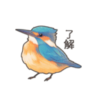 使いやすい☆かわいいカワセミスタンプ（個別スタンプ：13）