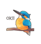 使いやすい☆かわいいカワセミスタンプ（個別スタンプ：14）