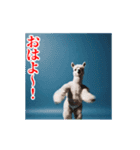 激しく動く！うざいアルパカ！（個別スタンプ：1）