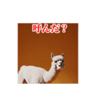 激しく動く！うざいアルパカ！（個別スタンプ：3）