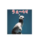 激しく動く！うざいアルパカ！（個別スタンプ：5）