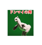 激しく動く！うざいアルパカ！（個別スタンプ：9）