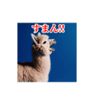 激しく動く！うざいアルパカ！（個別スタンプ：10）