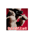 激しく動く！うざいアルパカ！（個別スタンプ：19）