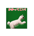 激しく動く！うざいアルパカ！（個別スタンプ：20）