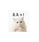 ピンクのリボンの子猫ちゃん（個別スタンプ：7）