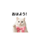 ピンクのリボンの子猫ちゃん（個別スタンプ：10）
