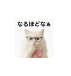 ピンクのリボンの子猫ちゃん（個別スタンプ：12）