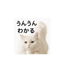 ピンクのリボンの子猫ちゃん（個別スタンプ：13）