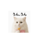 ピンクのリボンの子猫ちゃん（個別スタンプ：16）