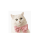 ピンクのリボンの子猫ちゃん（個別スタンプ：17）