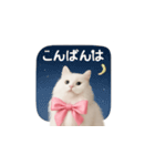 ピンクのリボンの子猫ちゃん（個別スタンプ：22）