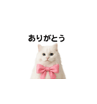 ピンクのリボンの子猫ちゃん（個別スタンプ：26）